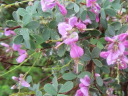Indigofera denudata flowers